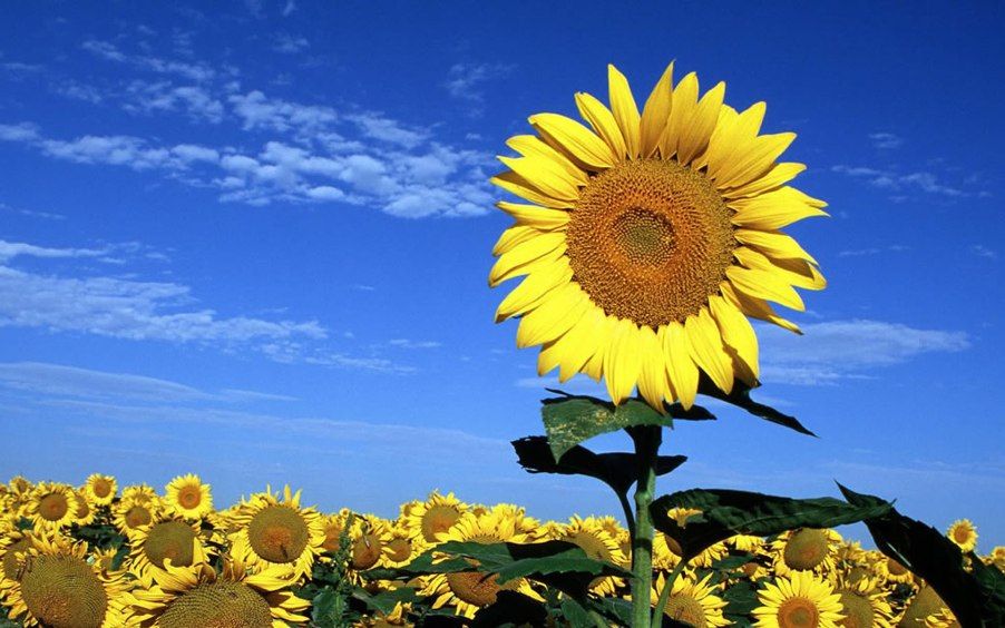 Bunga Matahari, sumber : Pinterest