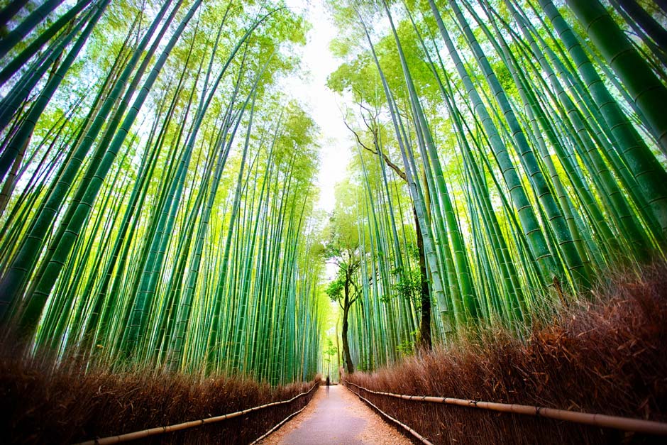 Bambu Jepang, sumber : Phinemo