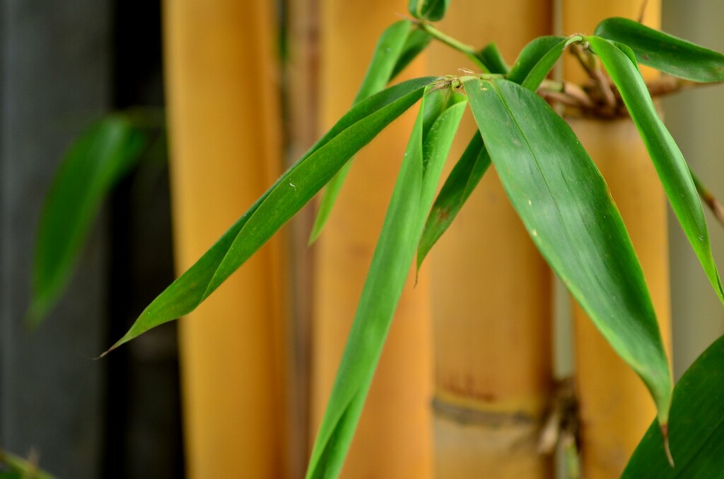 Bambu Kuning, sumber : Flickr