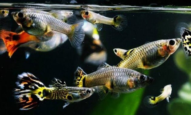 10 Ikan Hias Kecil, Beberapa Diantaranya Cocok Untuk Kolam Minimalis
