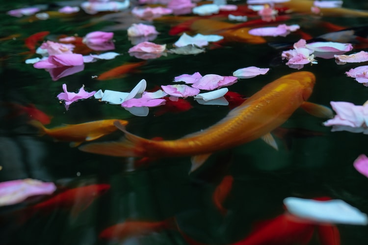 Inspirasi Kolam Ikan Koi Sederhana Taman Rumah