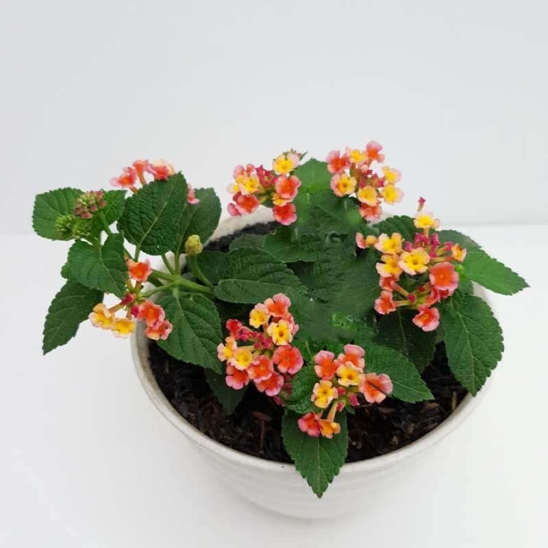 Bibit jenis tanaman gantung bunga Lantana, foto: blibli.com