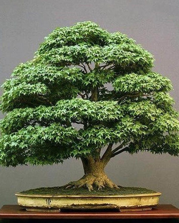 bonsai minimalis, sumber: google.com