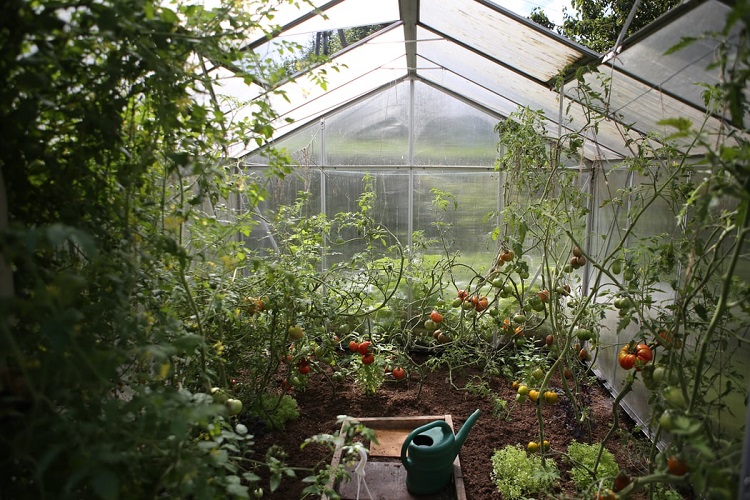 Ilustrasi greenhouse dari bagian dalam, Sumber: jimsmowing.com.au