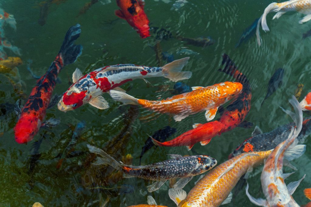 Keunikan Ikan Koi Memiliki Banyak Warna dan Corak, Sumber: Unsplash.com/@alejandroaro22