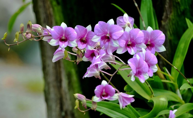 Dendrobium yang populer, Sumber: angphotorion.com

