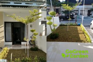 Pemasangan Rumput Jepang dan Tanaman Asoka untuk Taman Rumah Tn Y di Kalasan. Sumber: doc pribadi