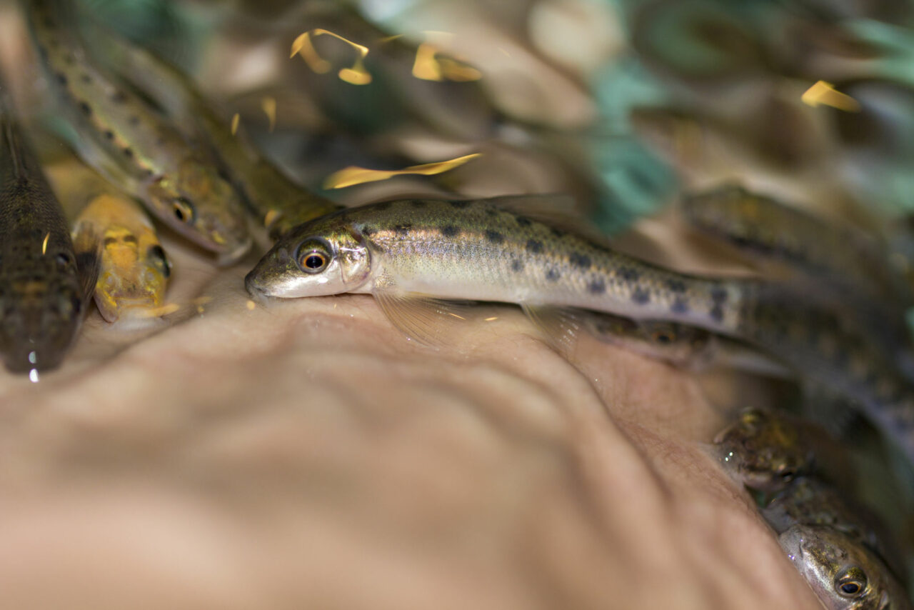 Kenalan Dengan Ikan Garra Rufa, Si Ikan Dokter Yang Bisa Anda Rawat Di ...