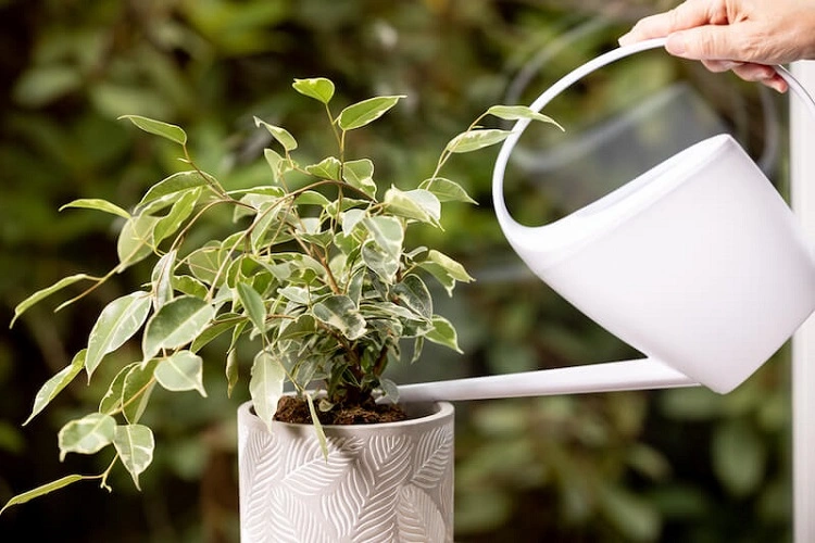 Terlalu banyak atau sedikit asupan air, Sumber: hortygirl.com