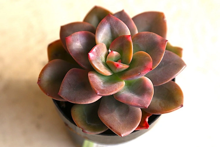 Jenis echeveria, Sumber: debraleebaldwin.com