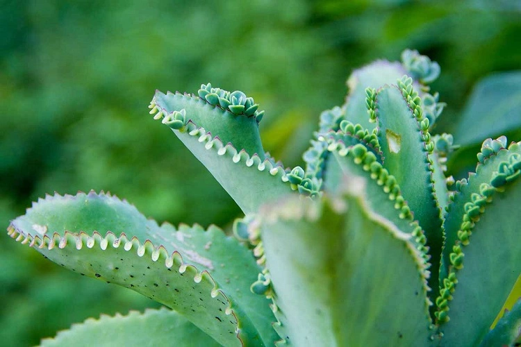 Jenis kalanchoe, Sumber: gardenerspath.com