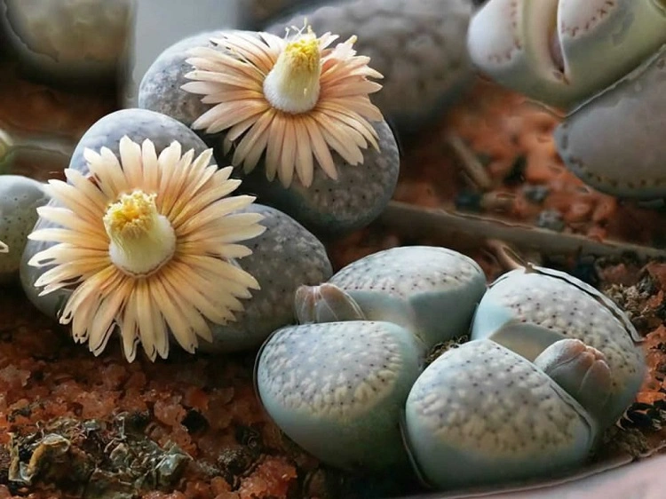 Lithops atau batu hidup, Sumber: worldofsucculents.com