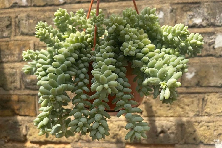 Salah satu contoh sukulen sedum, Sumber: gardenerspath.com