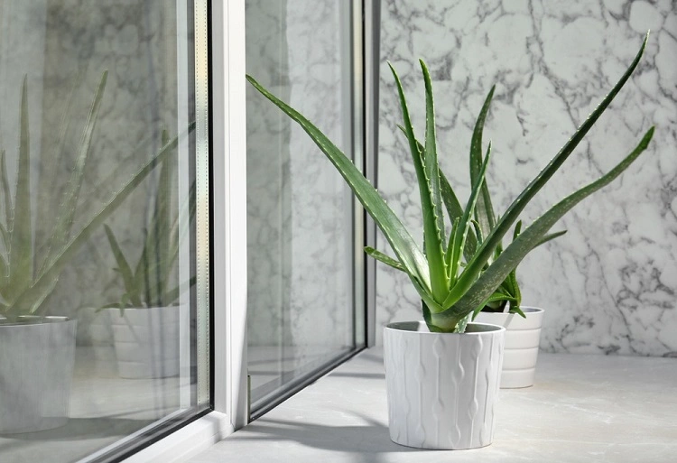 Aloe vera yang penuh manfaat, Sumber: soco.id