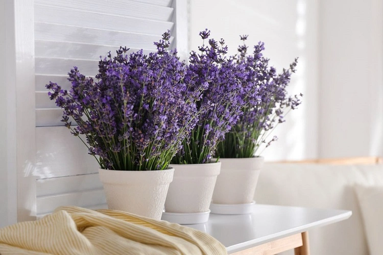 Lavender dengan aroma menenangkan, Sumber: kompas.com
