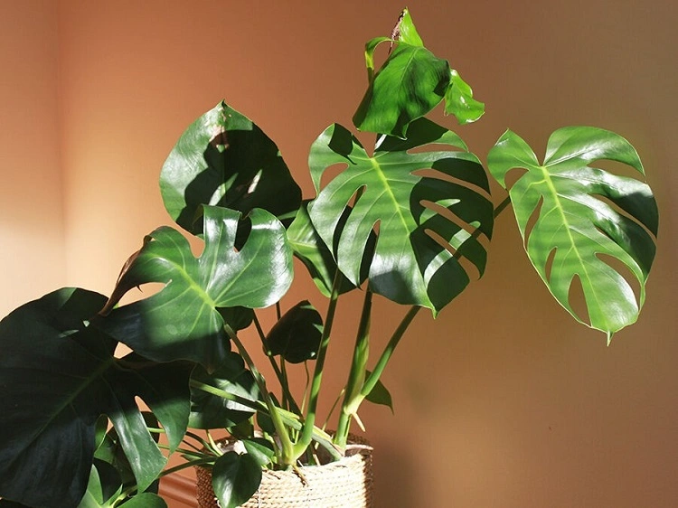 Monstera dengan tampilan tropis, Sumber: silencecapousse-chezvous.fr