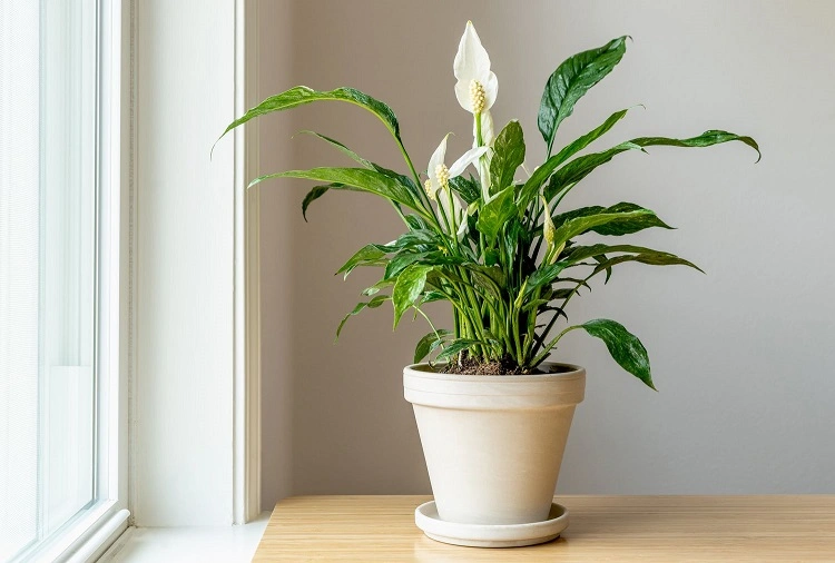 Peace Lily yang elegan, Sumber: thespruce.com