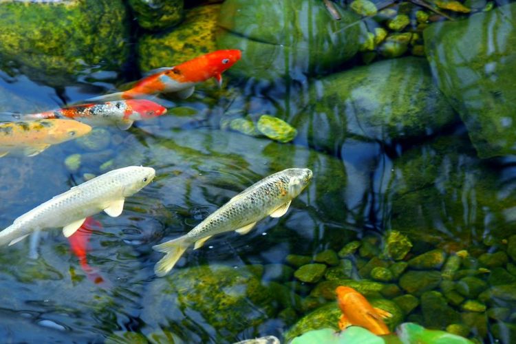 Air kolam jernih untuk ikan bertumbuh optimal, Sumber: kompas.com