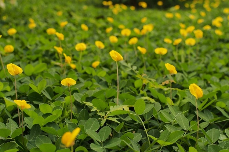 Tanaman landep, Sumber: id.pinterest.com
