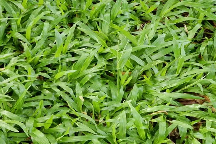Tanaman rumput gajah mini, Sumber: pande.co.id
