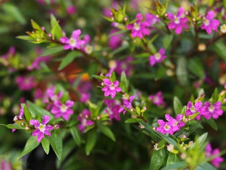 Tanaman taiwan beauty, Sumber: id.pinterest.com