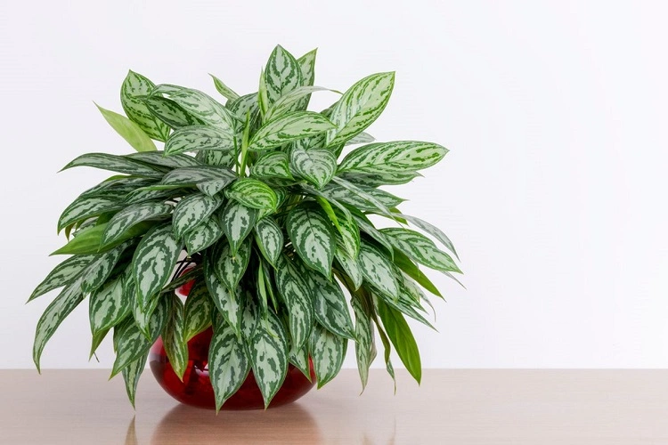 Aglaonema silver bay favorit banyak orang, Sumber: kompas.com