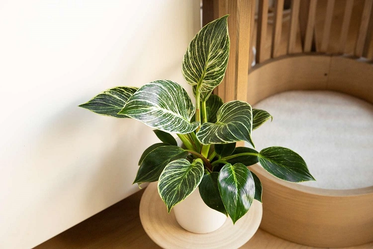 Philodendron birkin yang elegan, Sumber: thespruce.com