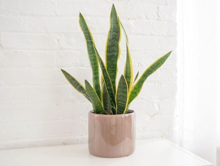 Sansevieria yang masih sangat populer, Sumber: thespruce.com