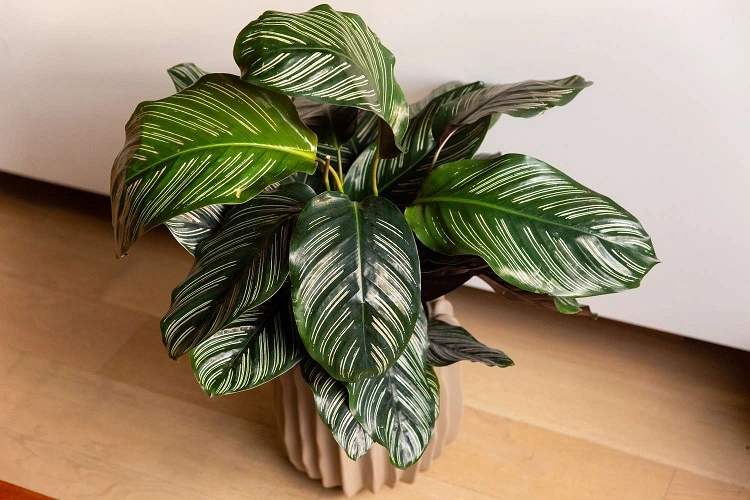 Tanaman calathea yang indah, Sumber: thespruce.com