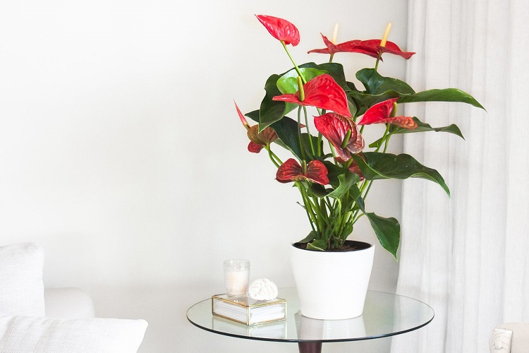 Anthurium andraeanum, Sumber: thespruce.com