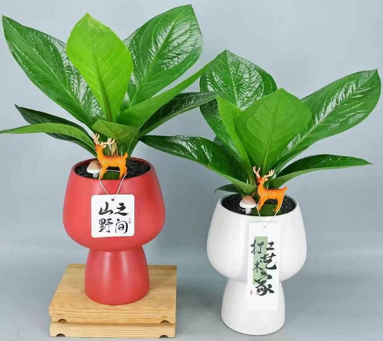 Anthurium jenmanii, Sumber: iplantree.com