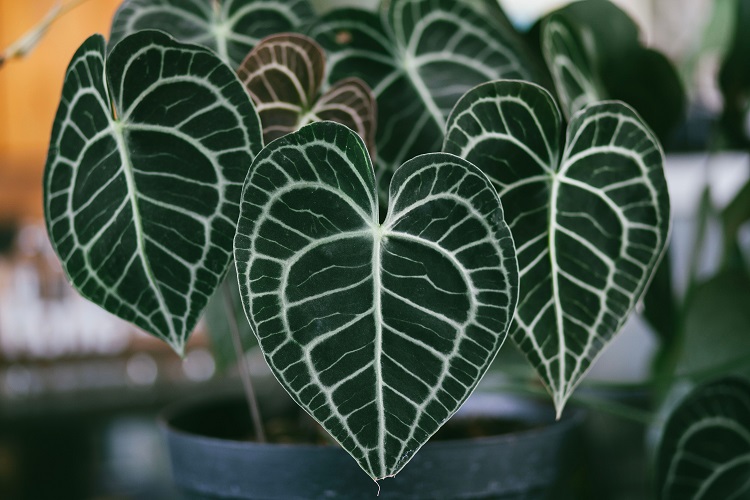 Anthurium kuping gajah, Sumber: pexels.com