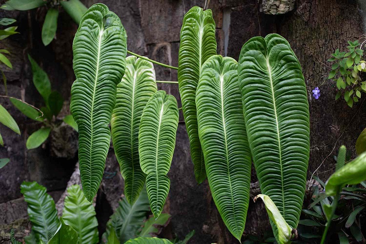 Tanaman hias anthurium veitchii, Sumber: thespruce.com