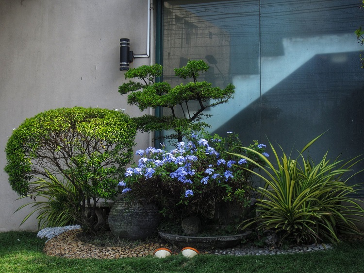 Membuat green corner di rumah, Sumber: pexels.com